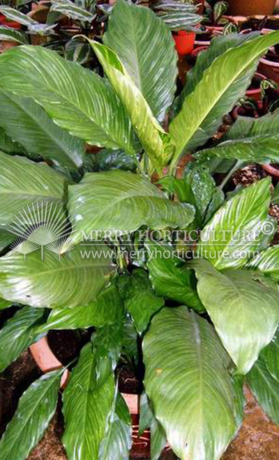 Spathiphyllum wallisii